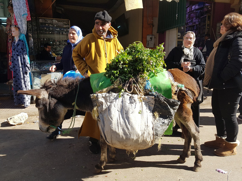common mule transport