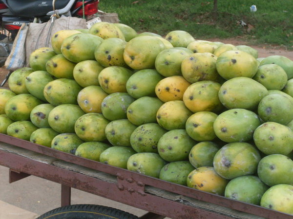 Abundance of mangoes