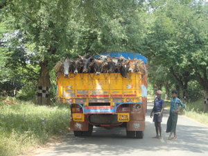 Most cows in a truck Category