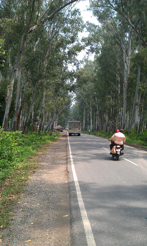 Through a gumtree forest near Haridwar