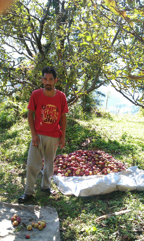 Apple harvest in Gurshanu