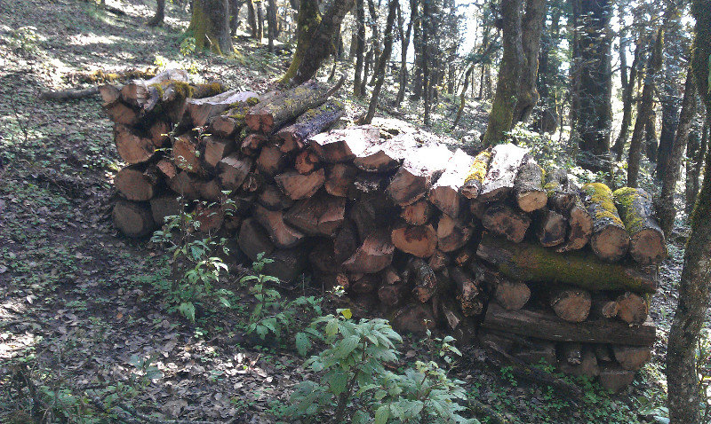 Logging Himachal style