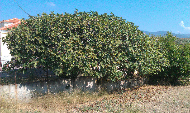 Laden Fig Tree