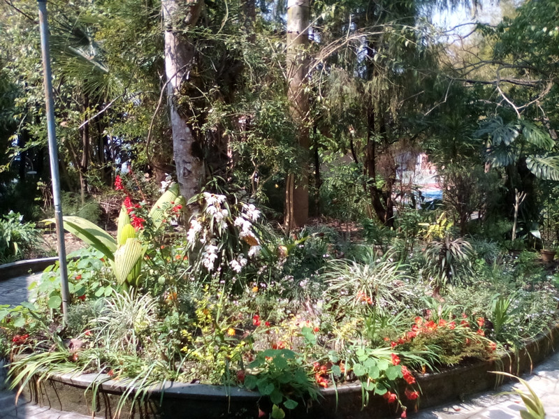 Garden outside dhamma hall
