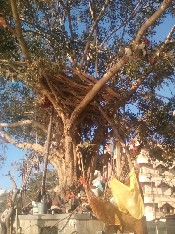 Treehouse Baba Ram Ghat