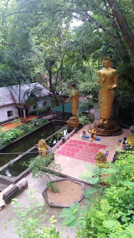 The Buddha grove