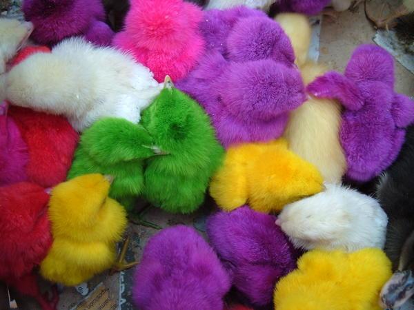Colored chicks