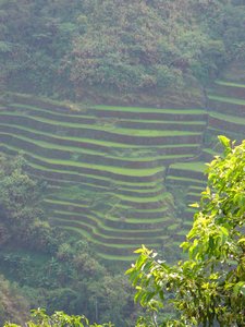 Fabled Rice Terraces