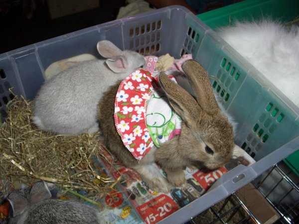 bunnies.. in dresses?