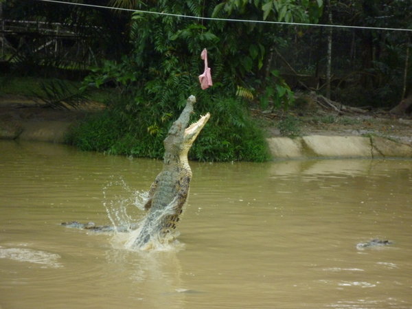 Jong's crocodile farm and zoo