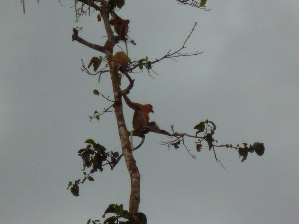 proboscis monkeys!