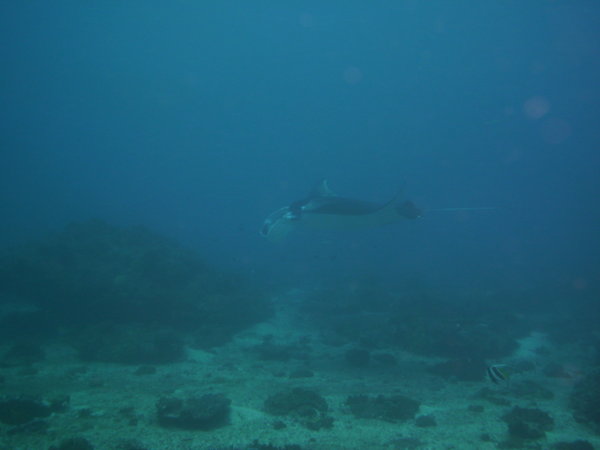 the manta ray