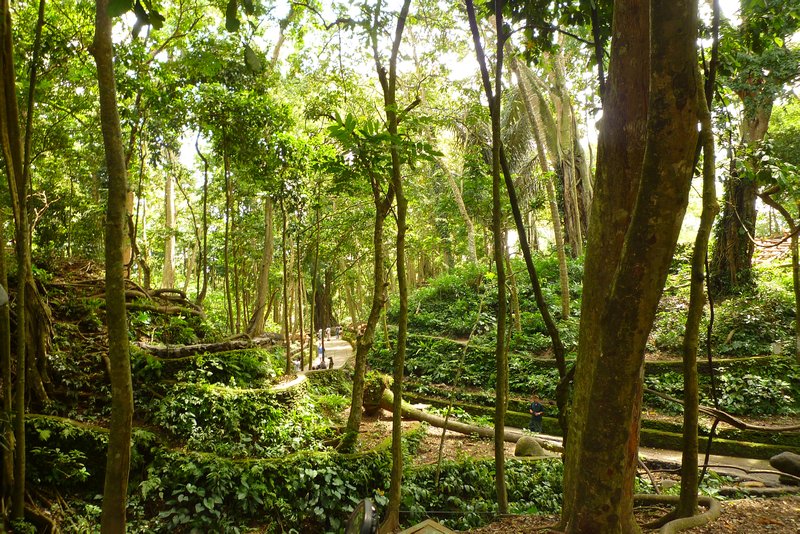 beautiful monkey forest