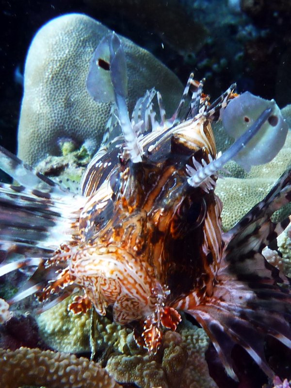 Lionfish.. face on!