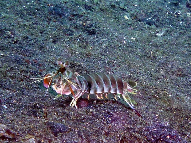 mantis shrimp trotting about in the open!