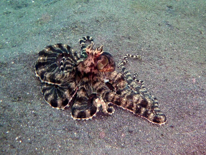 the mimic octopus