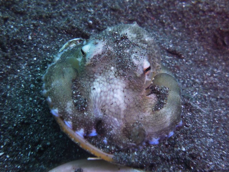 coconut octopus
