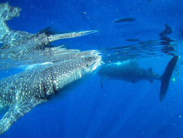 With the whale sharks