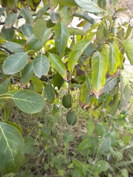 Avocado bush