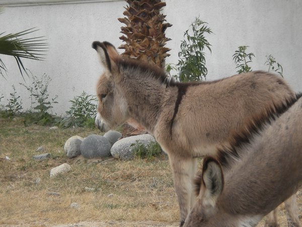 Too cute--baby burro!