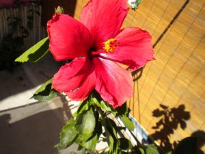 My first Hibiscus bloom