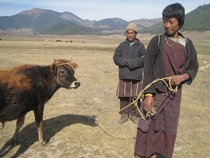 Villagers taking their cow for a walk