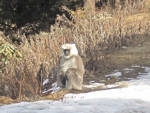Langur, a kind of monkey, in the snow