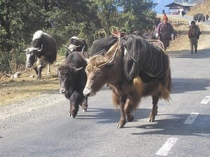 Yak herd carrying loads for the nomads