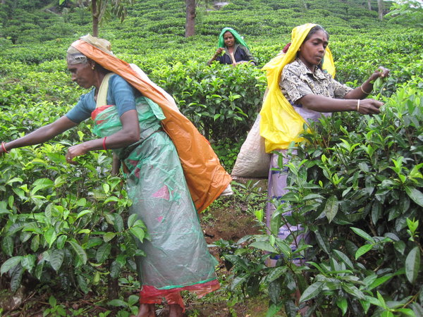 Sri Lanka: Tamil women picking tea