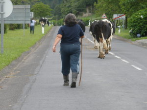 Azores traffic jam; angry cow herding woman