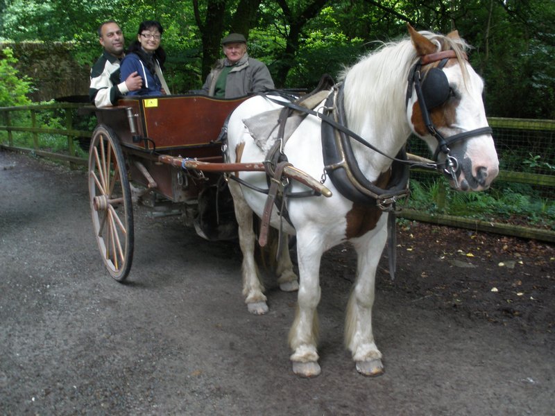 Carriage drive in Killarney National Park