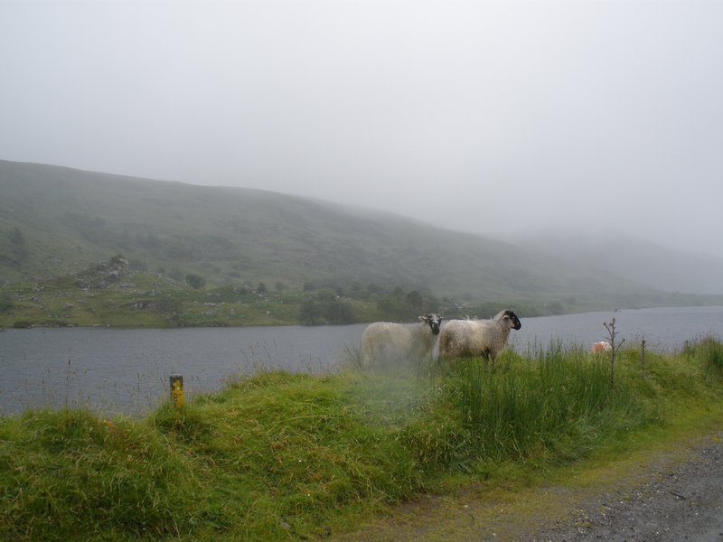 Sheep by the green roadside on a rainy day - classic Ireland