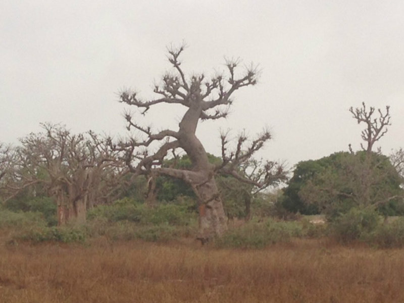The Baobab tree, which looks like an upside down true, is everywhere in Senegal, and a symbol of Africa
