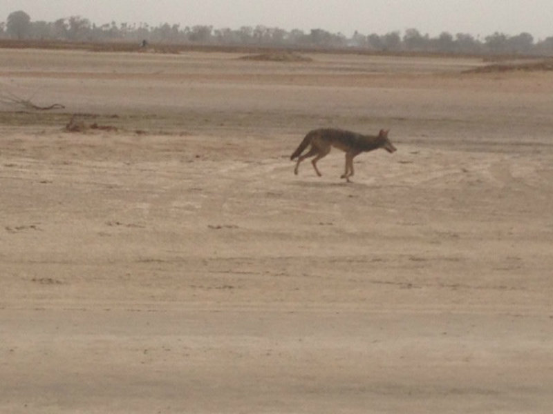 A jackal on the island. They were a lot more afraid of me than me of them.