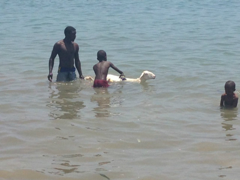 Washing a goat in the ocean seemed perfectly normal here
