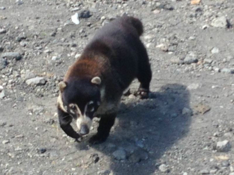 This little animal is called a coatimundi. We gave him an Oreo cookie. 