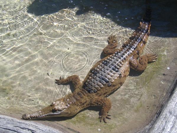 Freshwater croc