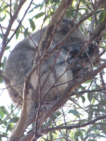 Koala no1