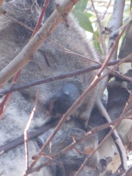 Aw sleeping koala