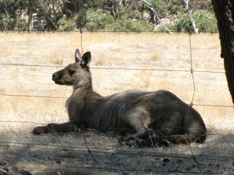 The Old Boy Kangaroo