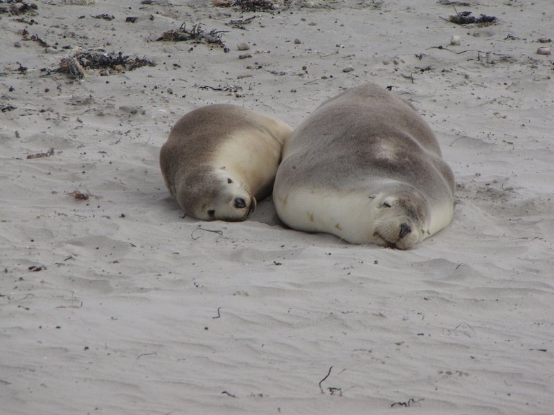 Sleeping Sea Lions