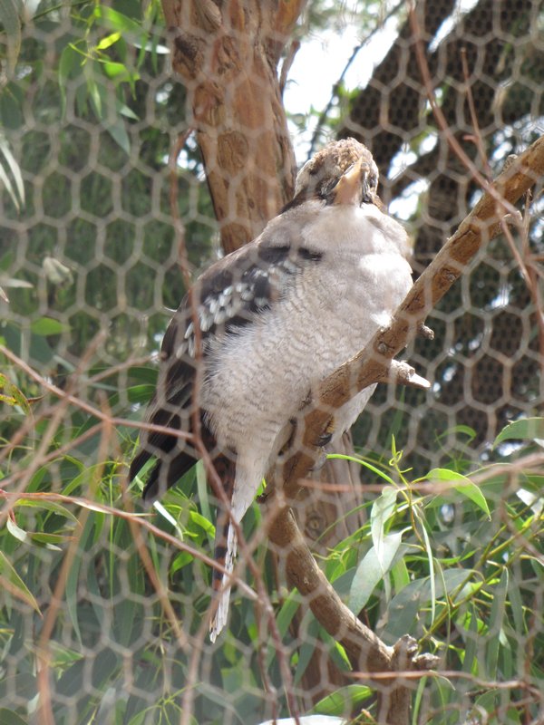 A laughing Kookaburra
