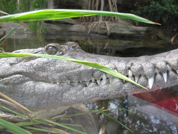 An always smiling crocodile