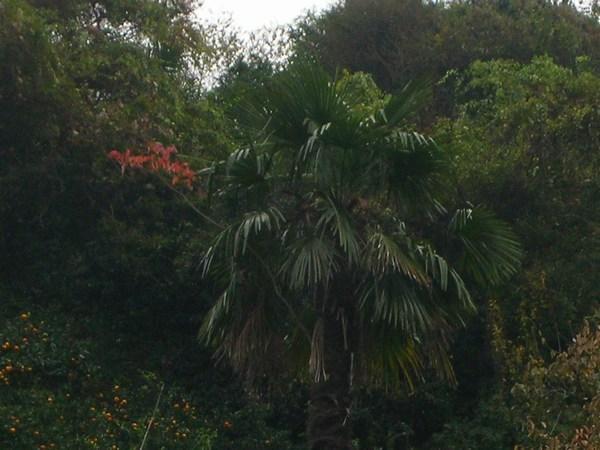 Palm Leaves?!