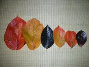 Rainbow Leaves