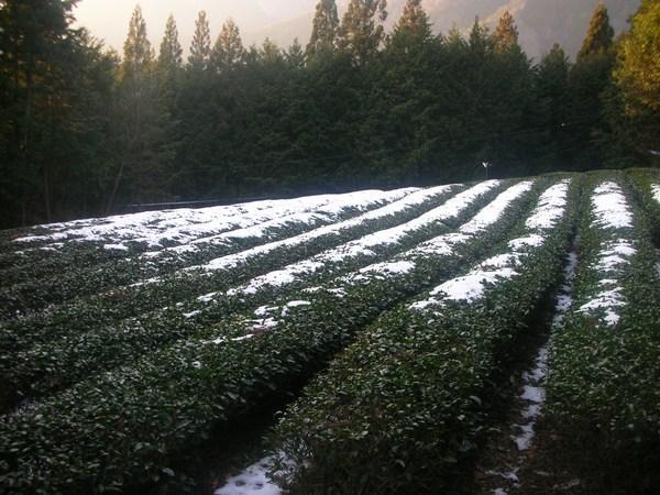 Snow on the hedges