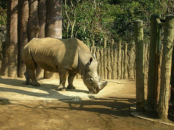 Rhinoceros by gosh!