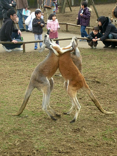 Boxing kangaroos- Safari Park