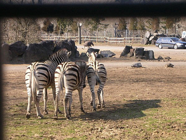Zebra bums!