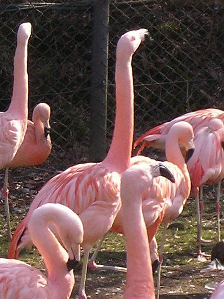 This flamingo is embarassed